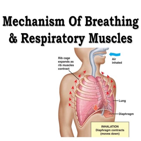 Movements of thoracic wall | PPTX