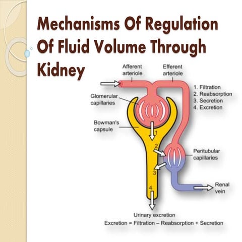 Mechanisms of regulation of fluid volume through kidney