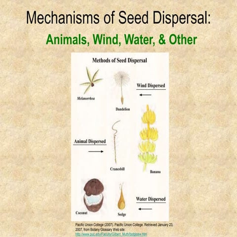 Mechanisms of seed dispersal