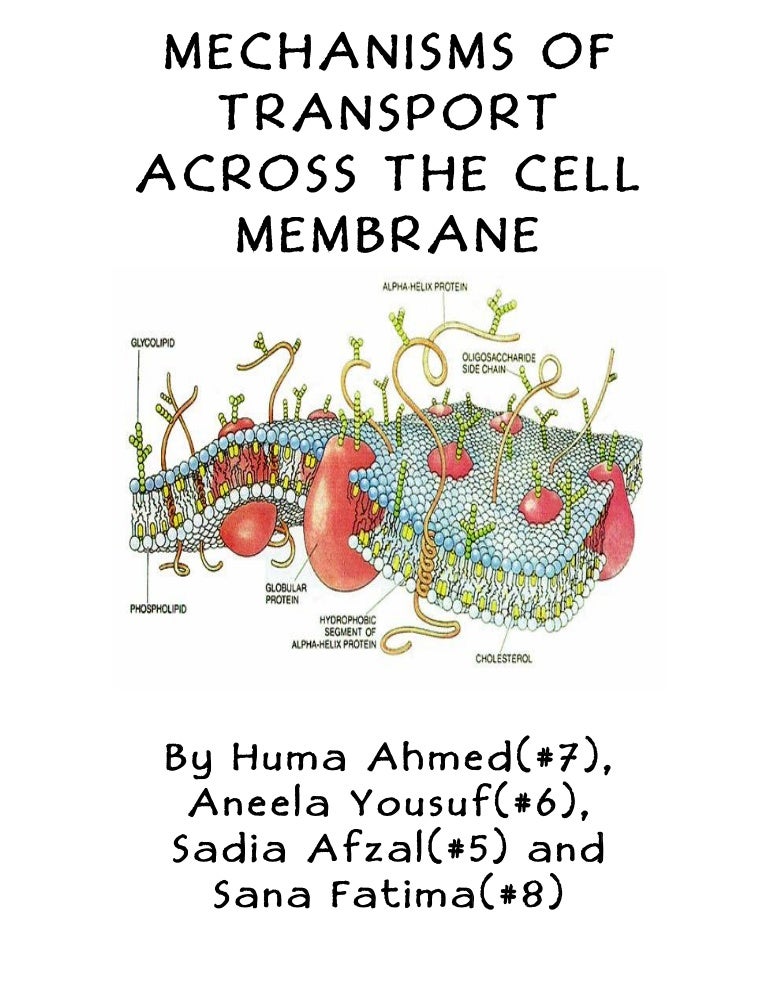 Mechanisms of transport across the cell membrane