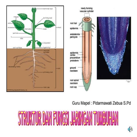 Media Ppt Struktur Dan Fungsi Jaringan Pada Tumbuhan Pidarmawati Zebua Pdf