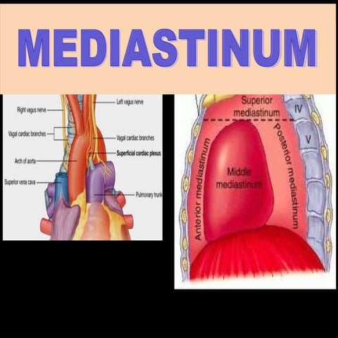 Comprehensive Overview of the Mediastinum: Anatomy and Divisions | PDF
