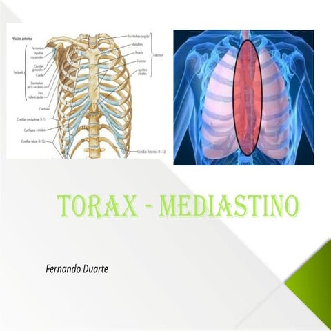 Comprehensive Anatomical Overview of the Thorax and Mediastinum ...