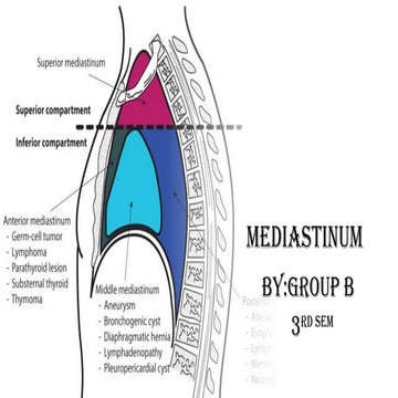 mediastinum.pptxvnfnfhfnrgmk9kgnjjfm fnnyhmn