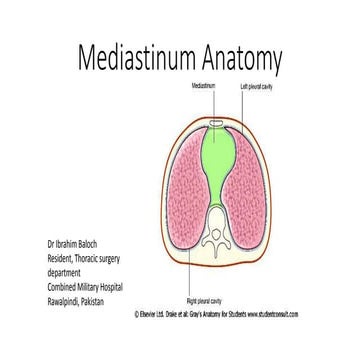 Mediastium anatomy