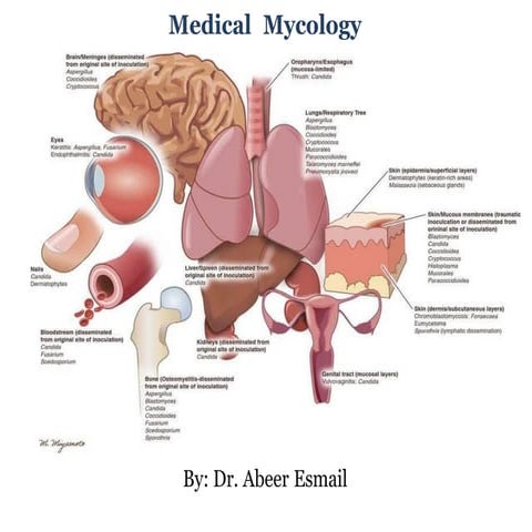 Introduction to medical  mycology 3rd level.docx
