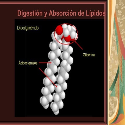 Medicina   bioquimica lipidos estructura y digestion