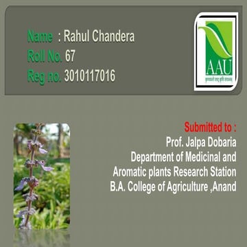 Coleus forskohlii Medicinal plant