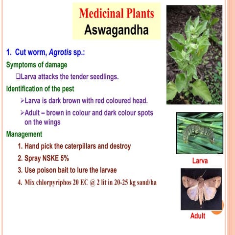 Medicinal crops
