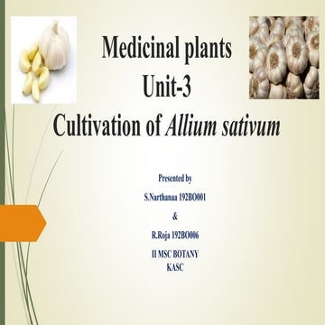Medicinal plants - Allium sativum