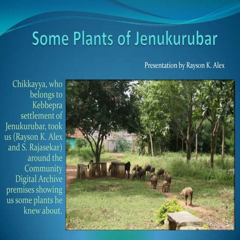 Some Plants of Jenukurubar