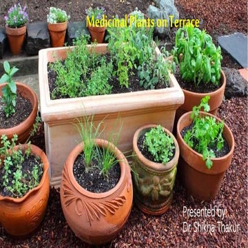Medicinal plants on terrace