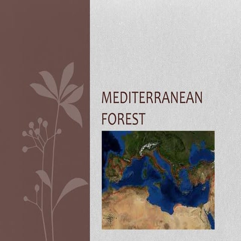 Mediterranean forest by paqelena