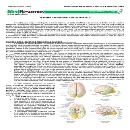 Medresumos 2016   neuroanatomia 13 - anatomia macroscópia do telencéfalo