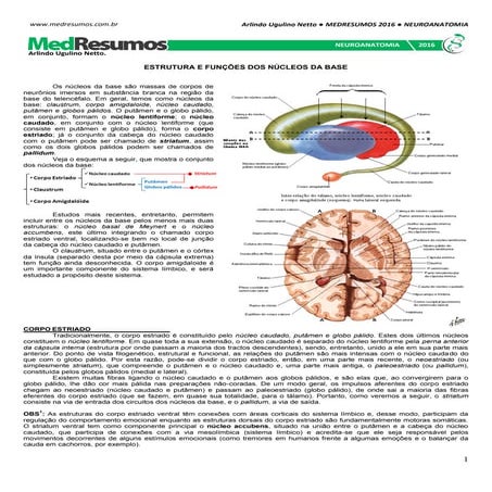 Medresumos 2016   neuroanatomia 15 - núcleos da base e centro branco medular