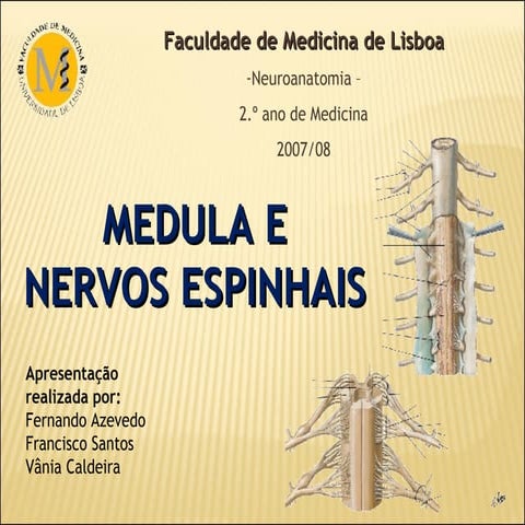 Medula e Nervos Espinhais