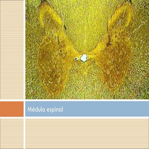 Medula Espinal