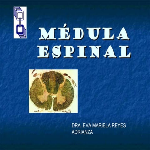 Medula espinal