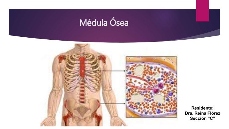 Medula osea