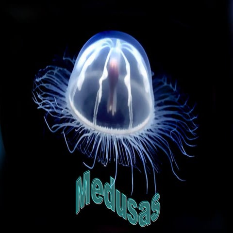 Medusas | ODP