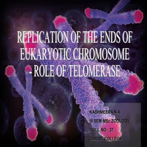 Replication of the Ends of Eukaryotic Chromosome - Role of Telomerase | PPT