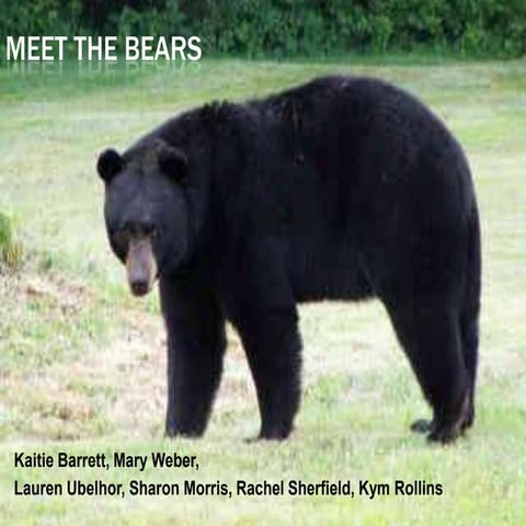 Meet the Bears WebQuest Assignment