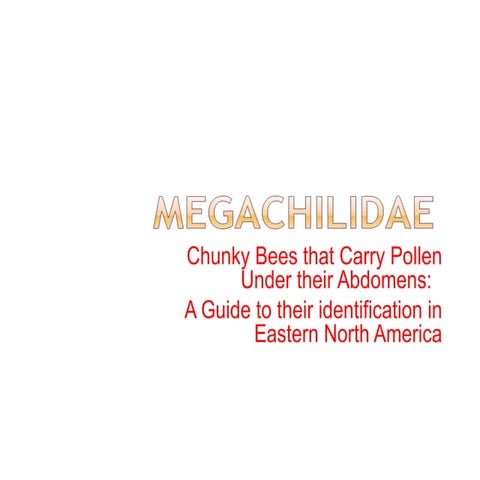 Identification Guide to the Megachilidae Genera of Eastern North America