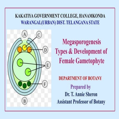 Megasporogenesis types and development of female gametophyte