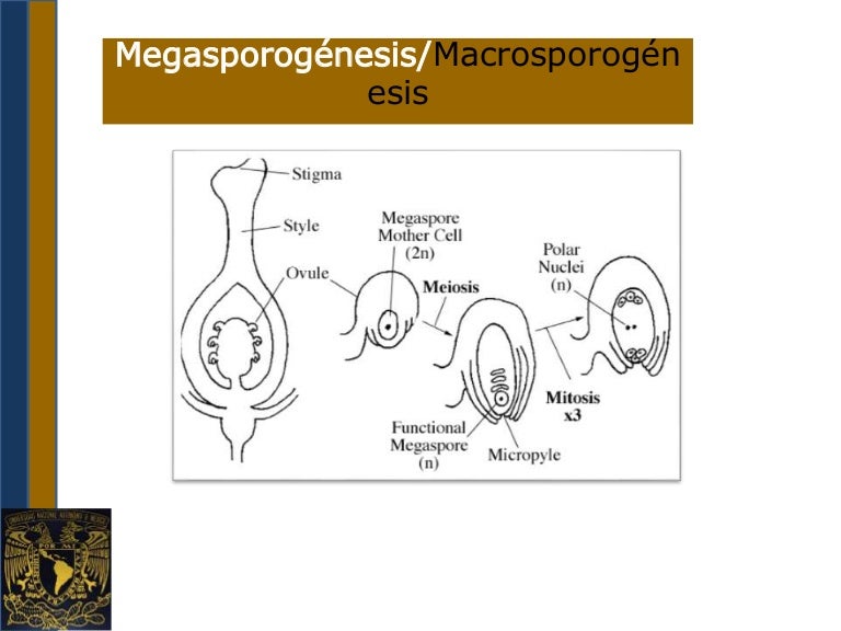 Megasporogénesis/Macrosporogénesis