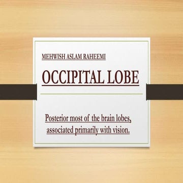 Occipital Lobe