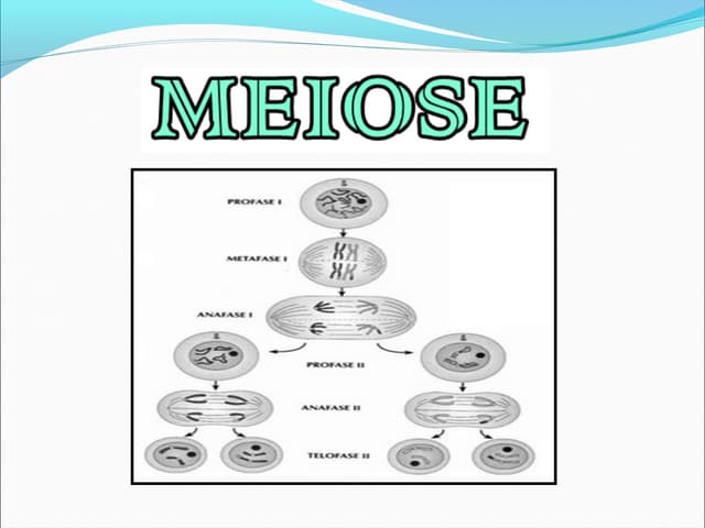Meiose