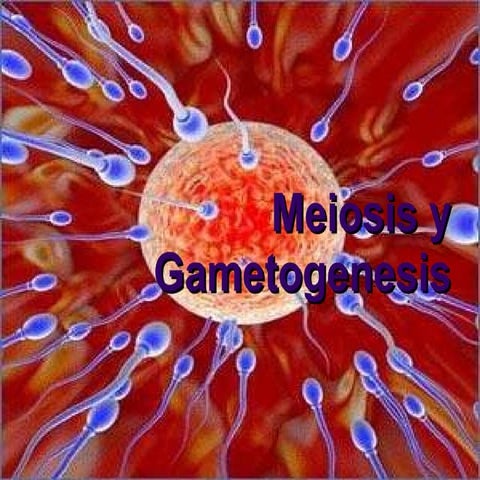 Meiosis