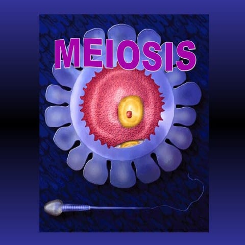 Meiosis