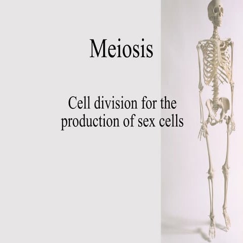Meiosis