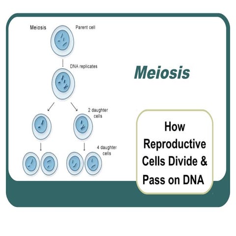 Meiosis