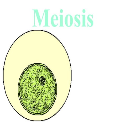 Different stages of meiosis for high school Biology