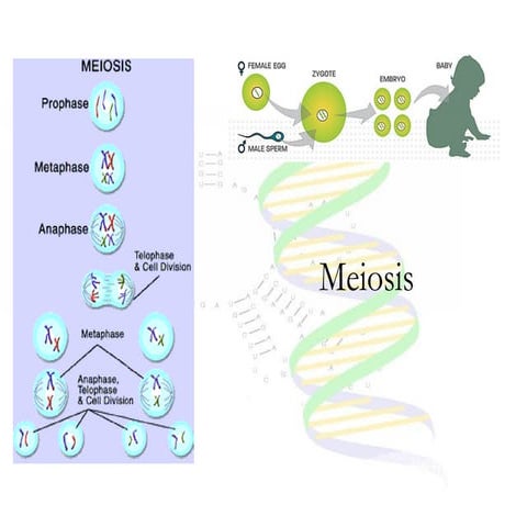 Meiosis Notes