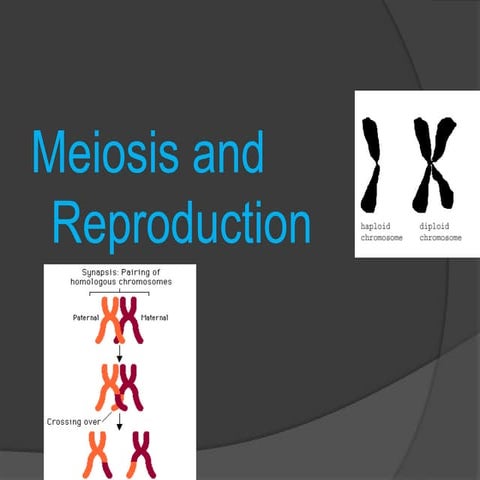 Reproductions Master Key The Amazing Power Of Meiosis - b26v4xz