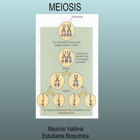 Meiosis diapositivas