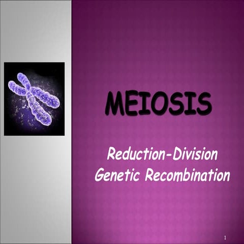 Meiosis gamete production with turning point