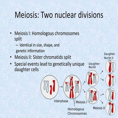 Meiosis Lab