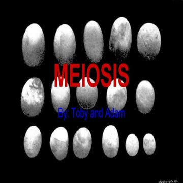 Meiosis powershizzle 16 trillion bazarro 10 star trek