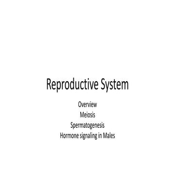 Meiosis and the male reproductive system