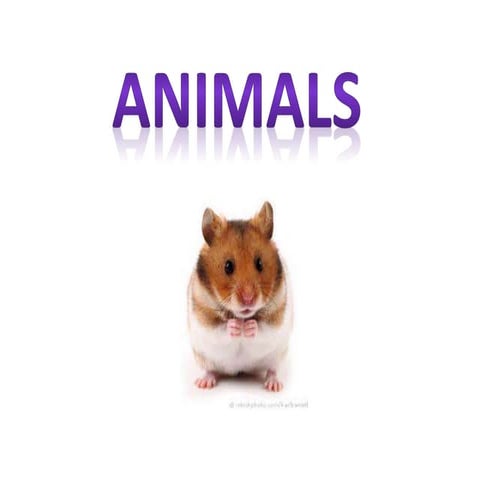 Mei's animal project