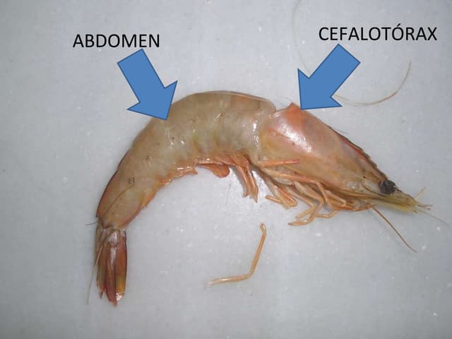 MejillóN CrustáCeo