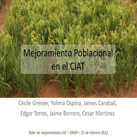 Mejoramiento poblacional en el CIAT