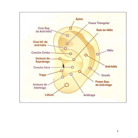 Auriculoterapia lar   05