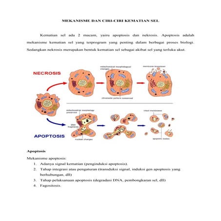 Mekanisme dan Ciri Kematian Sel