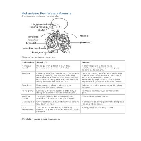 Mekanisme pernafasan manusia