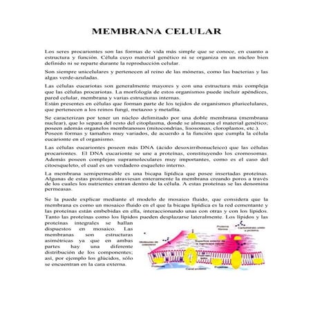 Membrana Celular